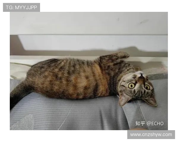 掌敏洁家的猫喝的水都比我工资高