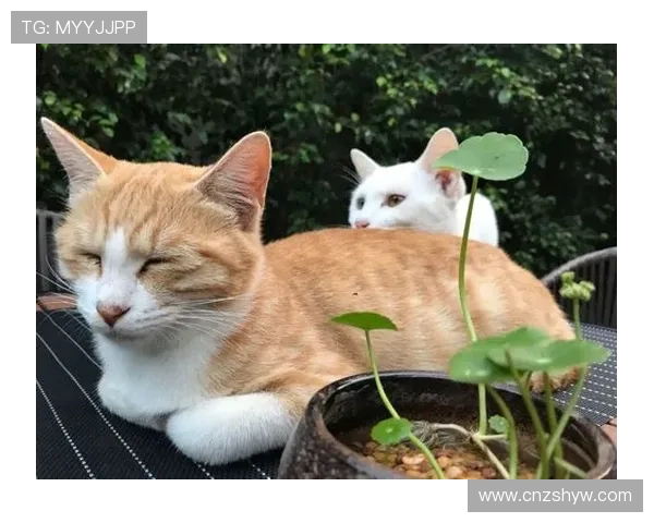 石智勇这日常，明明篮球场上是狠角色，结果朋友圈却全是猫猫狗狗秀恩爱？